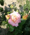 IMG_20210723_130900.webp
