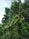 IMG_20210730_171240.webp