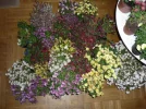 mymhaoxg7wy.webp