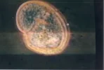 orgonbione.webp