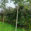 20210809_093651.webp