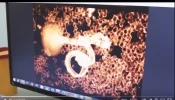 Fake-Video_verfremdetes-Foto.webp