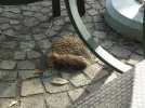 DSC01422.webp