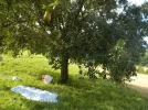 DSCN4652.webp