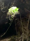 Baumhöhle.webp