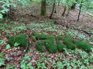 moosbuchstaben.webp