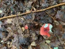 fliegenpilze.webp