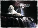 ! dunkler Wasser Wolf.webp