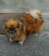 Der Hund mit dem Eule Gesicht.webp