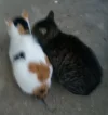 Love couple, two cats.webp