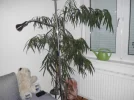 DSCI0026.webp