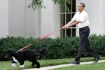 Obama-walks-Bo.jpg.w300h200.webp