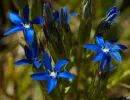 070716 GENTIANA VERNA DREI-SEEN-TOUR 023A (2).webp