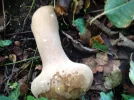 pilz1.webp