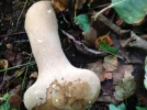 pilz.webp