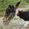 Grauer_Wolfs_Rudel_1.webp