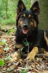 Grauer_Wolfs_Rudel_2.webp