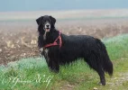 Grauer_Wolfs_Rudel_3.webp