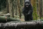 Grauer_Wolfs_Rudel_4.webp