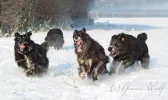Grauer_Wolfs_Rudel_5.webp
