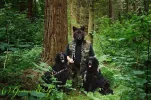 Grauer_Wolfs_Rudel_6.webp