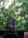Ganesha