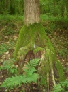 Baumsitz an der Quelle.webp