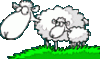 schafe-bild-0105.gif schafe-bild-0105.gif