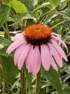 IMG_20210703_173649.webp