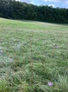 krokusse waldwiese.webp