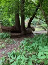 3er baum vorne.webp
