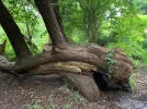 3er Baum hinten.jpg