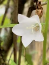 Glockenblume weiß.webp