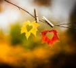 ! Blattherz.webp