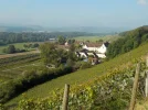DSCN4716.webp