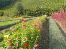 DSCN4740.webp