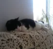 Felix_Nickerchen.webp