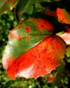 IMG_20211008_155633.webp