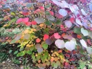 +003.webp