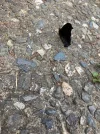Pfauenauge zu.webp