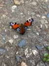Pfauenauge auf.webp