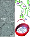 image-01-1920-3d-darstellungvonsars-cov2-infizierten-zellen_hires.webp