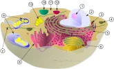 TierischeZelle_640px-Biological_cell.webp