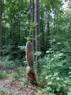 fisch im wald.webp