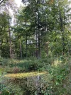teich im wald.webp