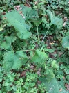 was ist das im Wald.webp