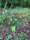Standort Huflattich1.webp