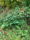 standort Huflattich2.webp