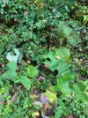 standort huflattich3.webp