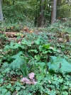 standort huflattich4.webp